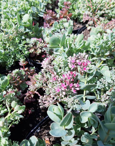 Sedum cultorum `Lime Zinger`